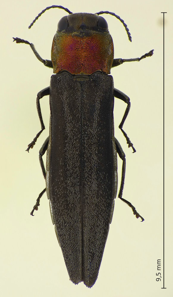 Agrilus imitans