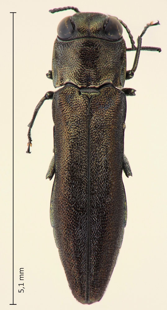 Agrilus marginicollis