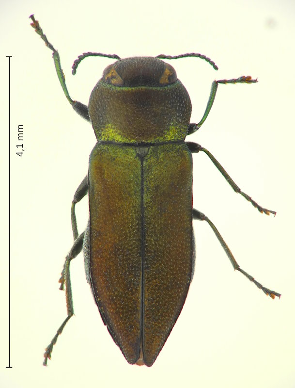 Anthaxia proteus