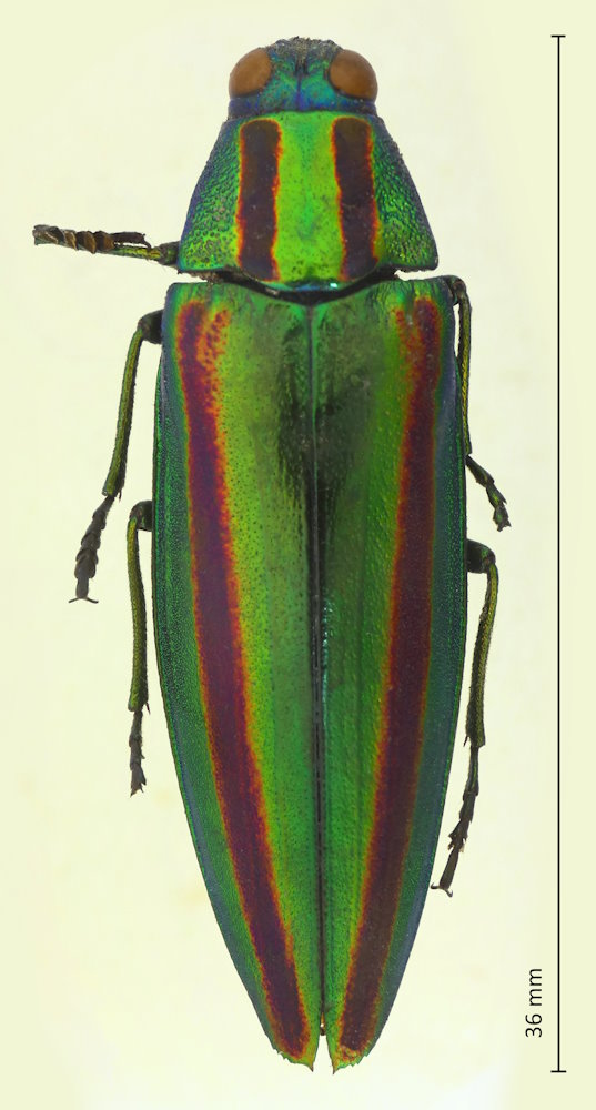 Chrysochroa fulgidissima
