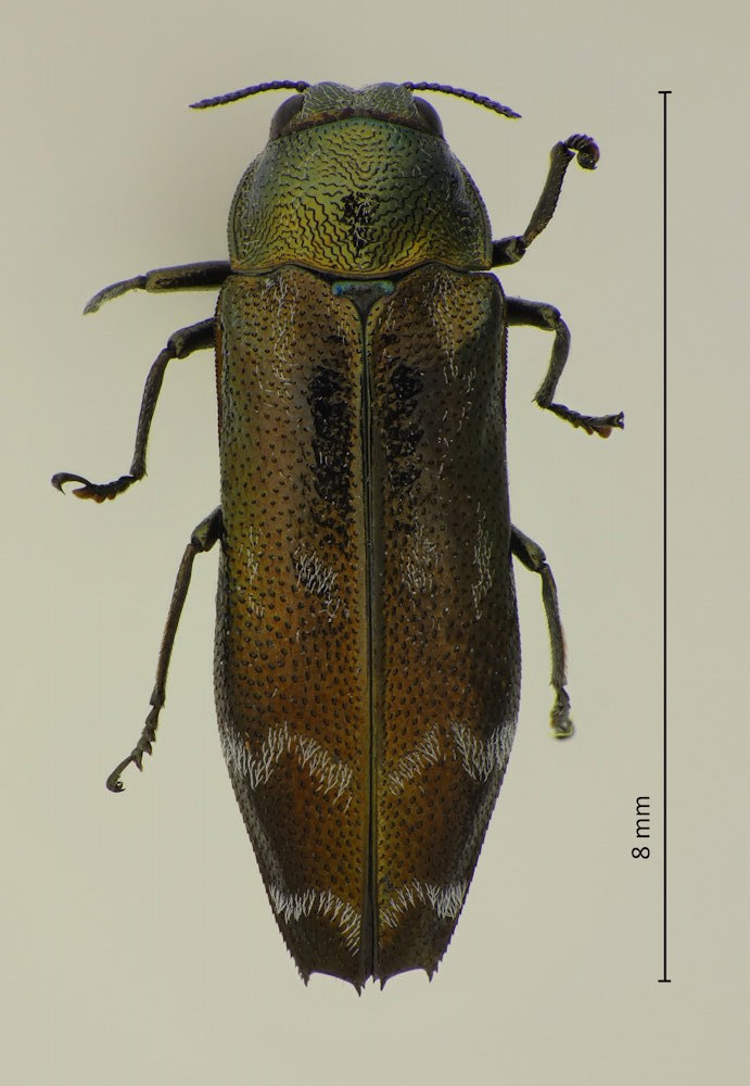 Coraebus quadriundulatus