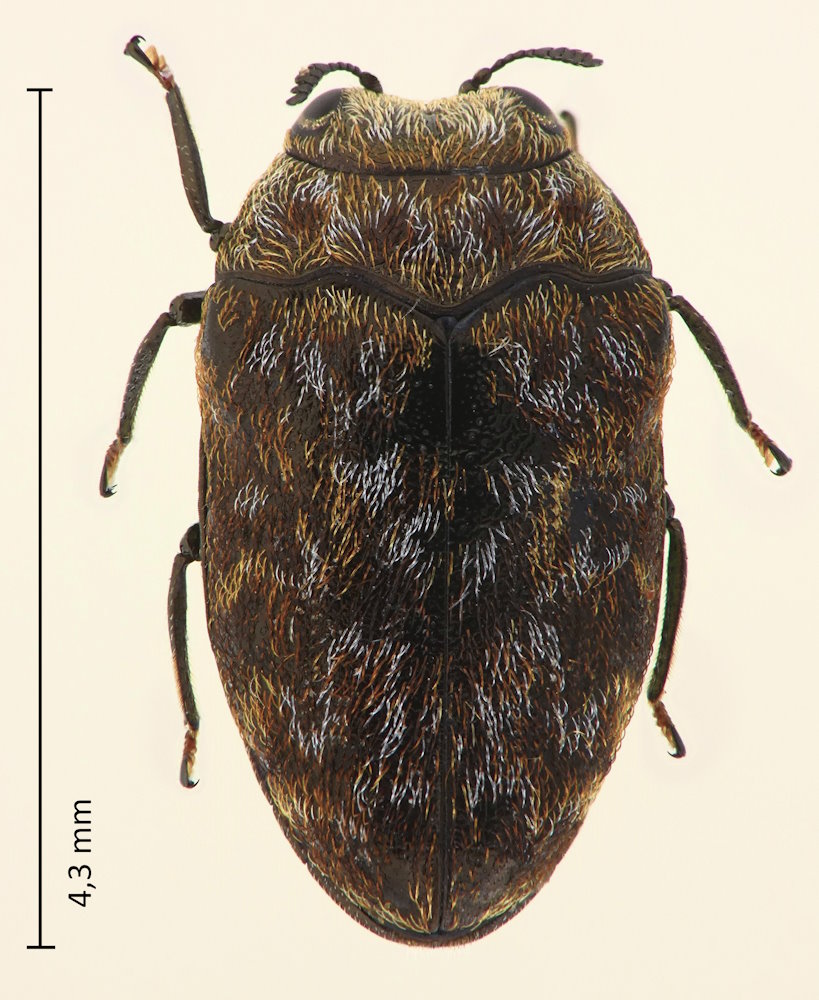 Trachys dilaticeps