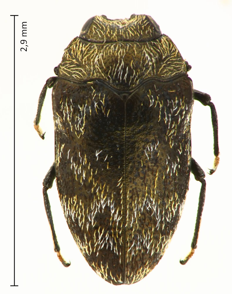 Trachys reitteri