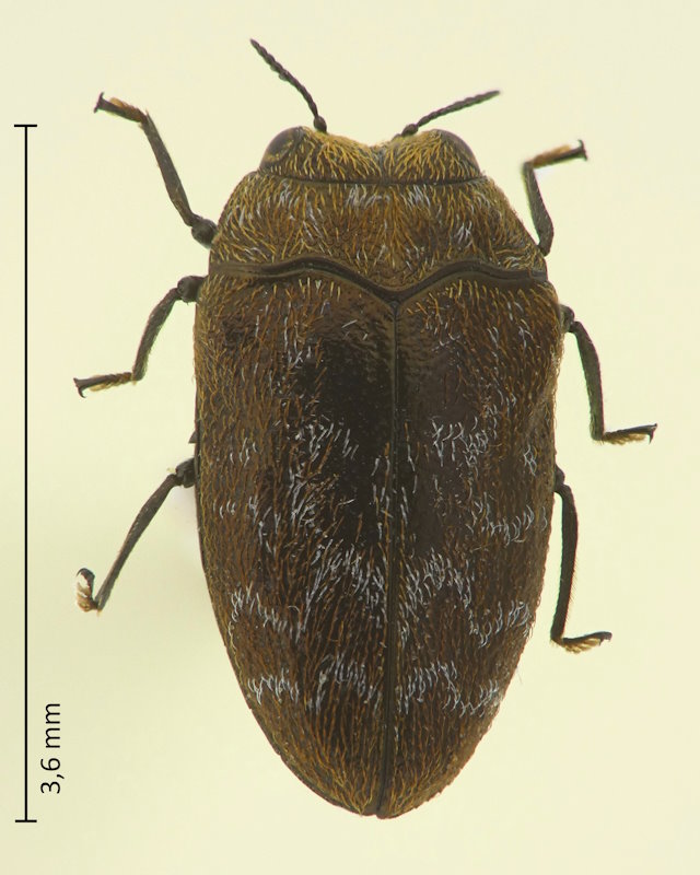 Trachys tsushimae