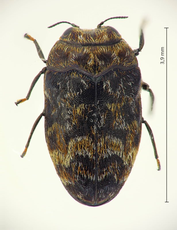 Trachys variolaris
