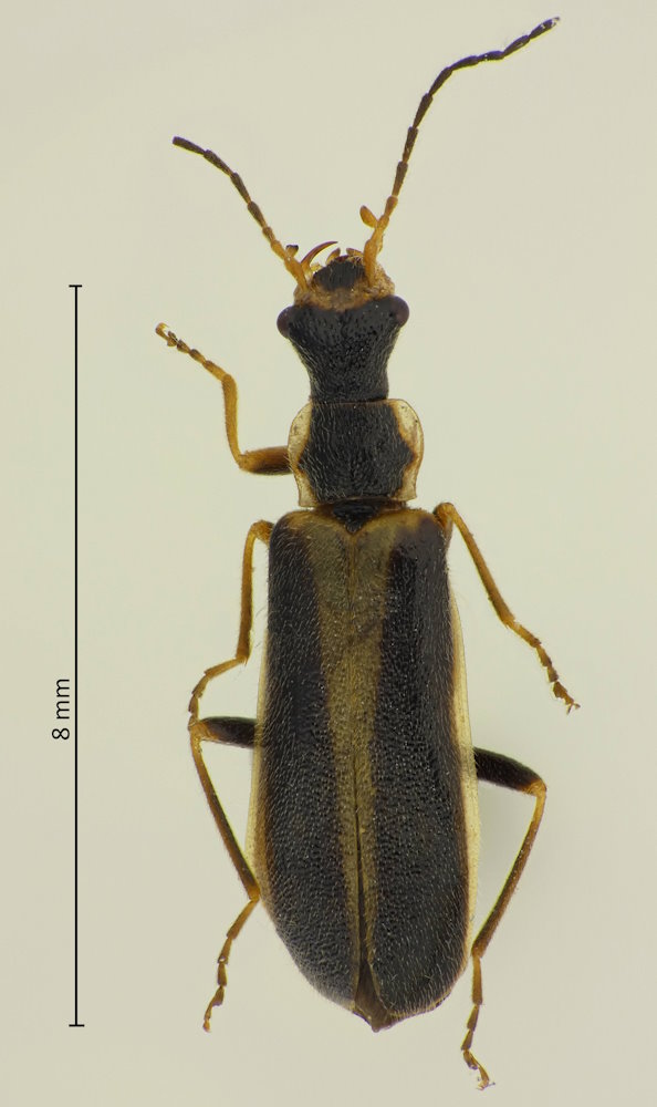 Asiopodabrus cf. lictorius