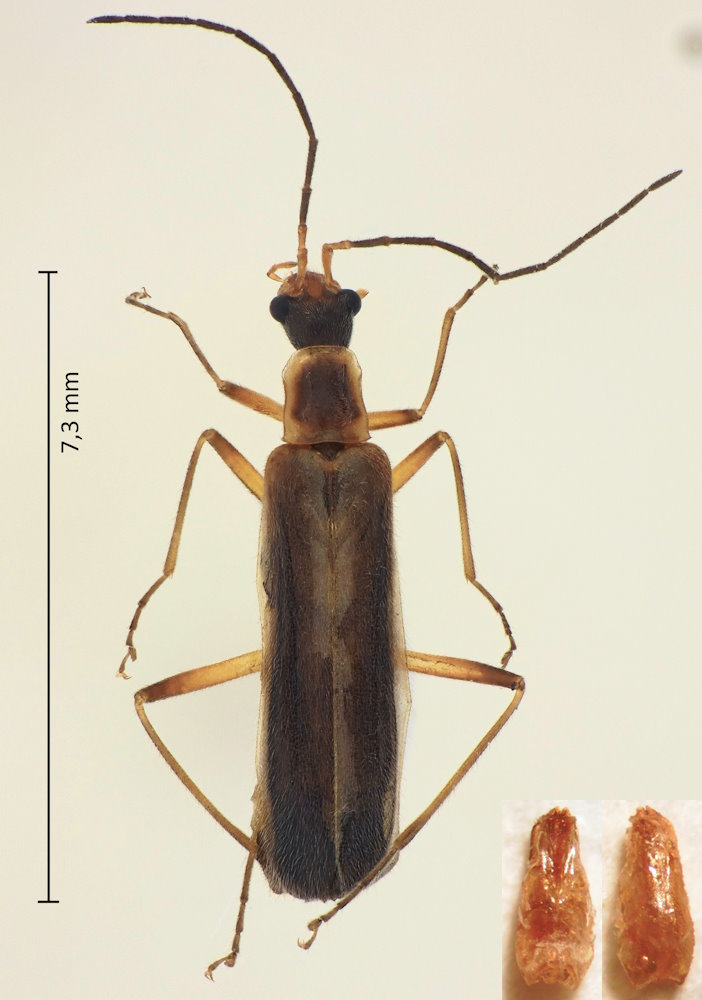 Cephalomalthinus longipes