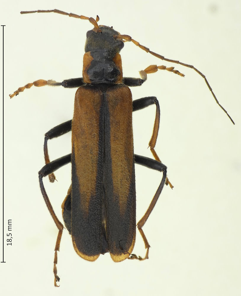 Lycocerus suturellus