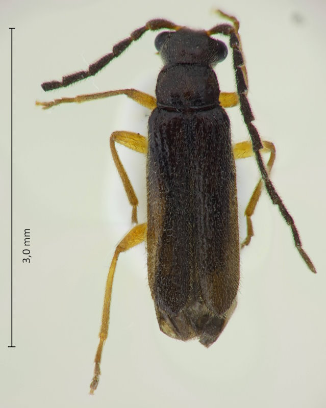 Malthinellus bicolor