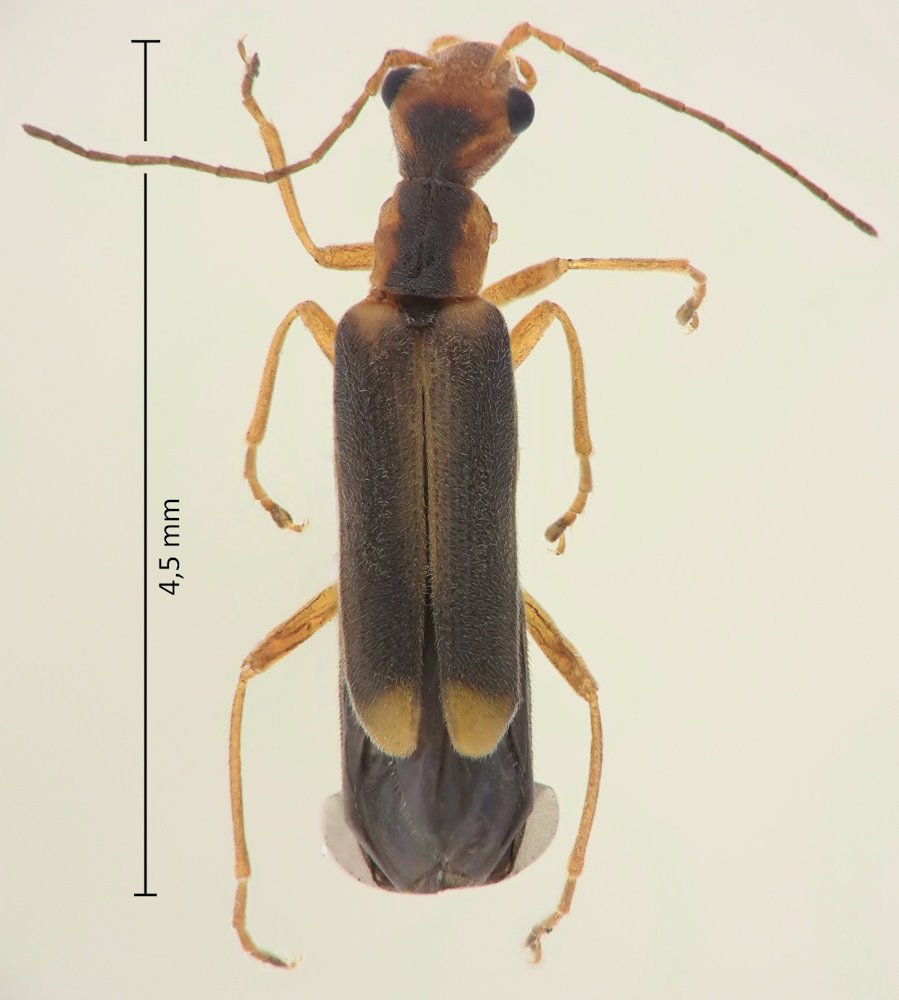 Malthinus mucoreus