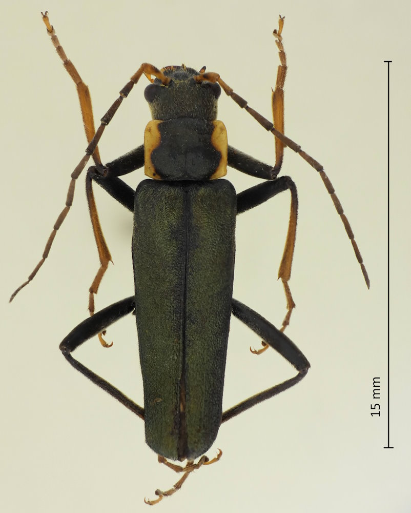 Themus cyanipennis