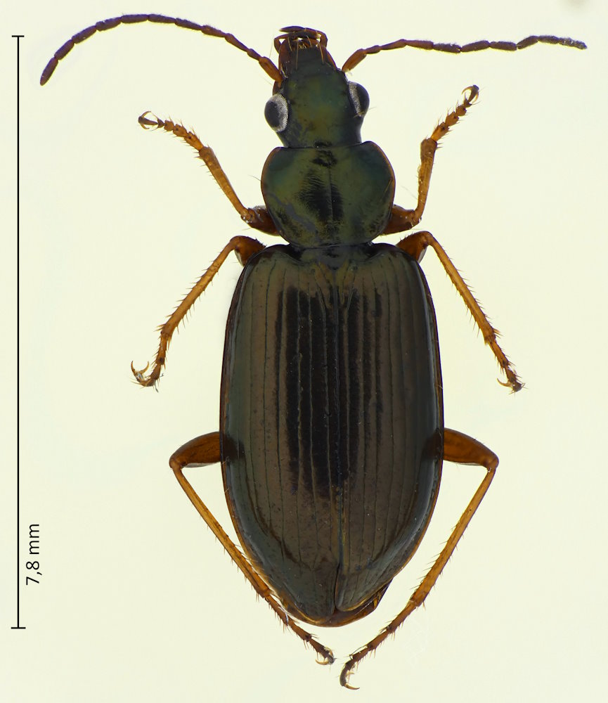 Agonum chalcomum