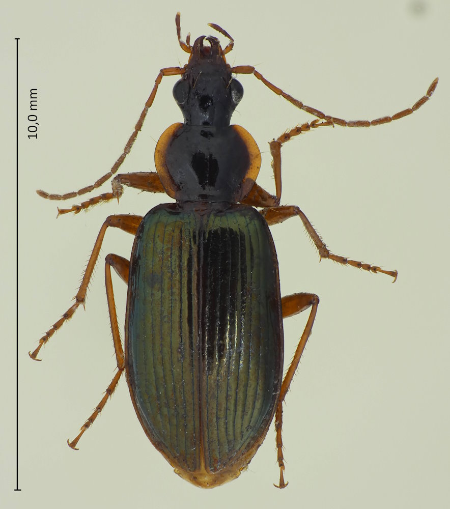 Agonum lampros