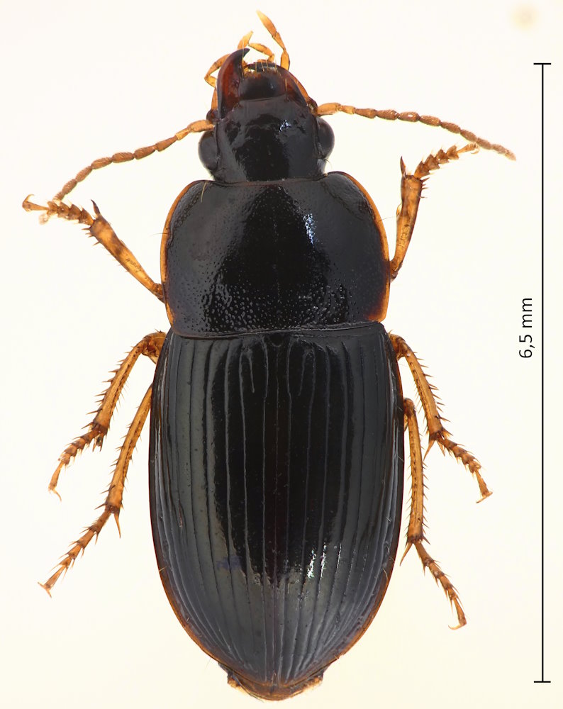 Amara lucens