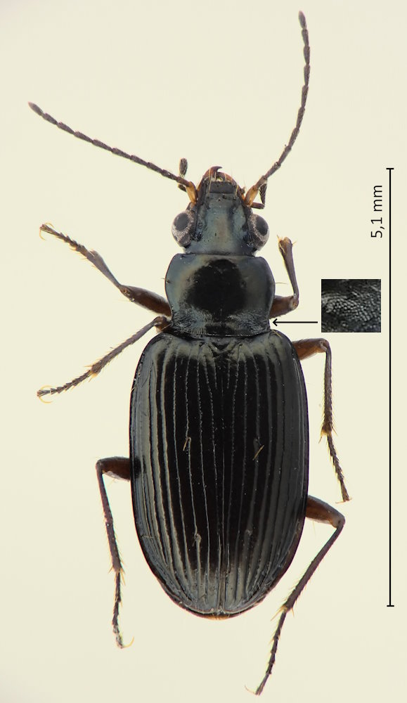 Bembidion cf. eurygonum
