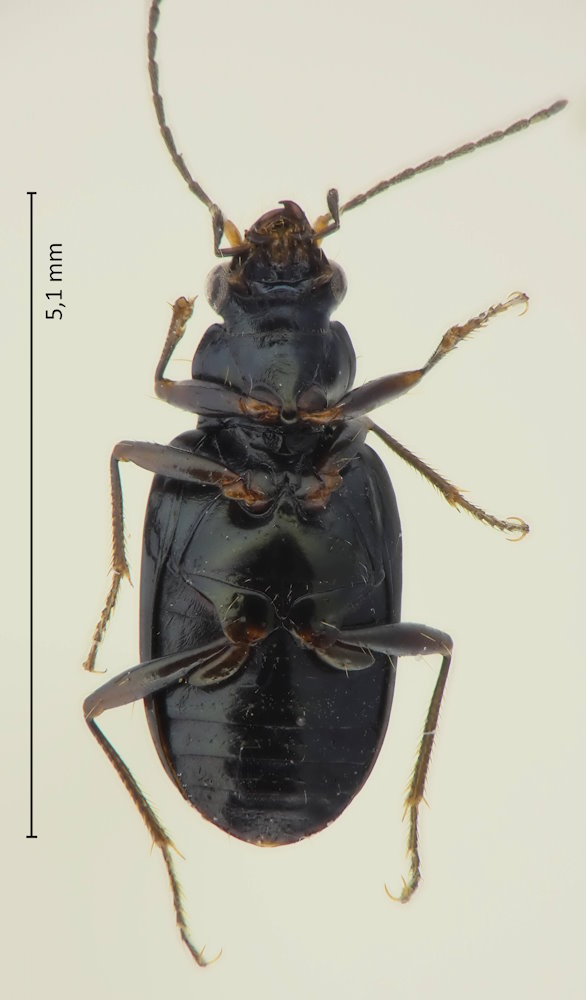 Bembidion cf. eurygonum