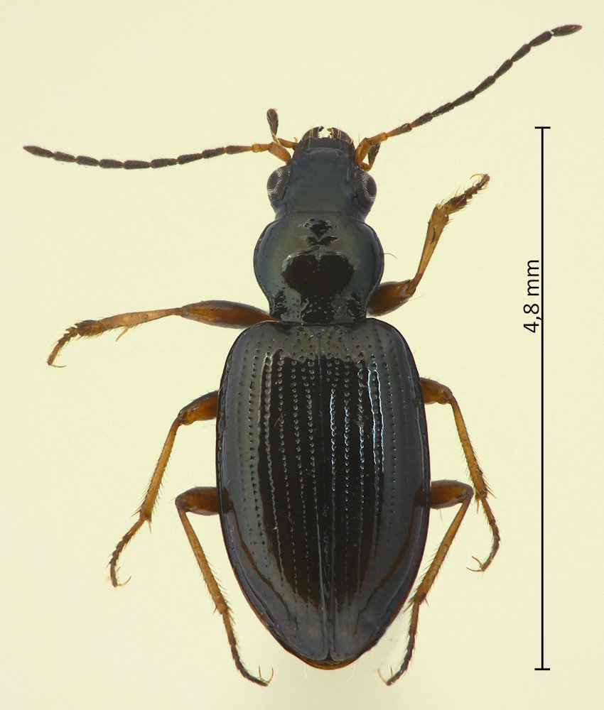 Bembidion cf. dolorosum