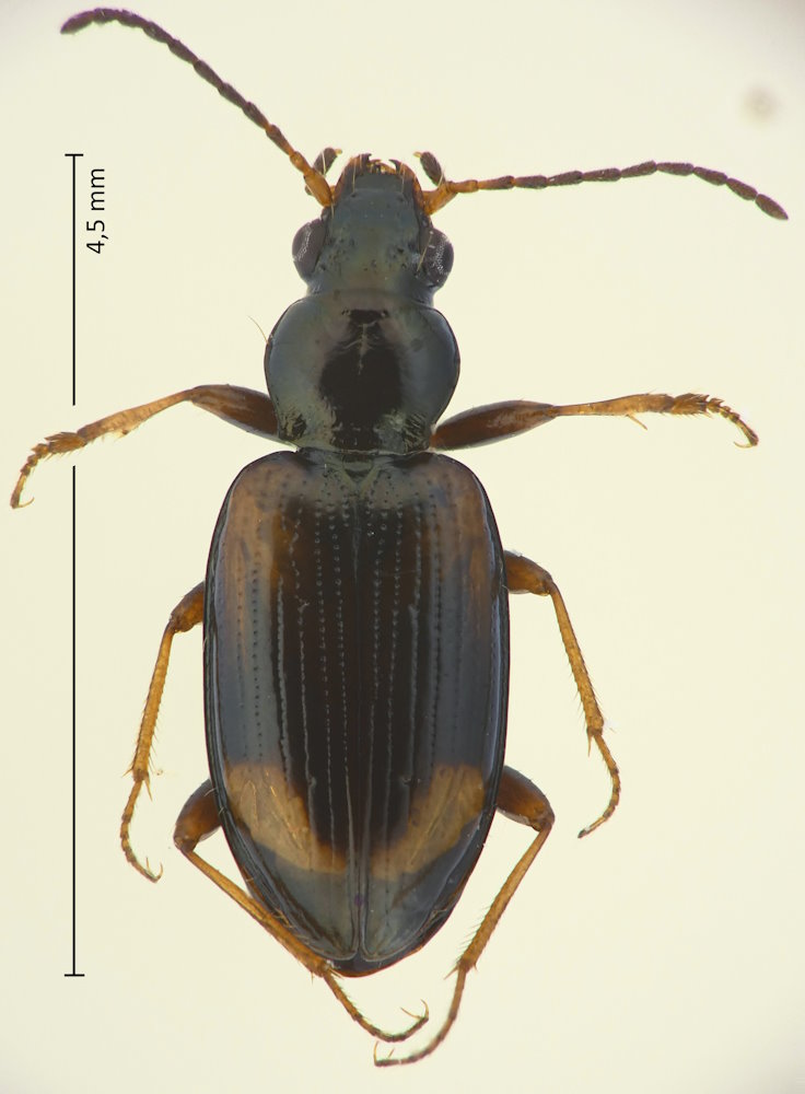 Bembidion morawitzi