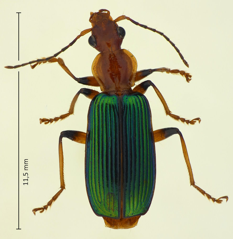 Calleida lepida