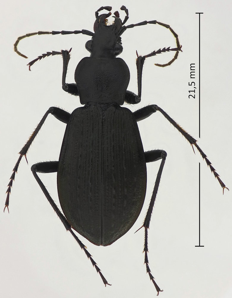 Carabus opaculus