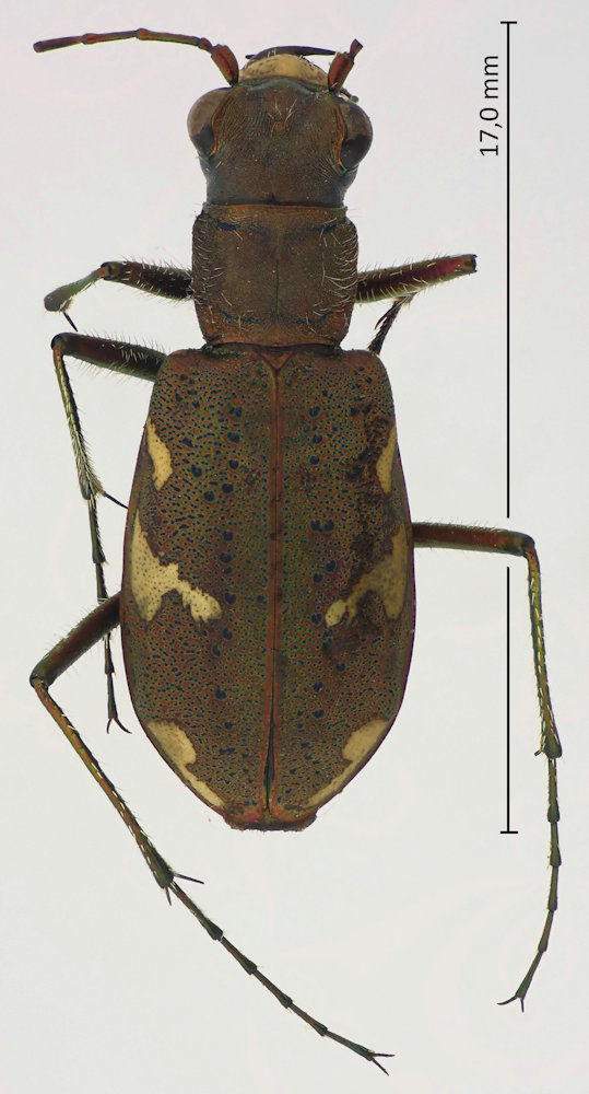 Cicindela gemmata