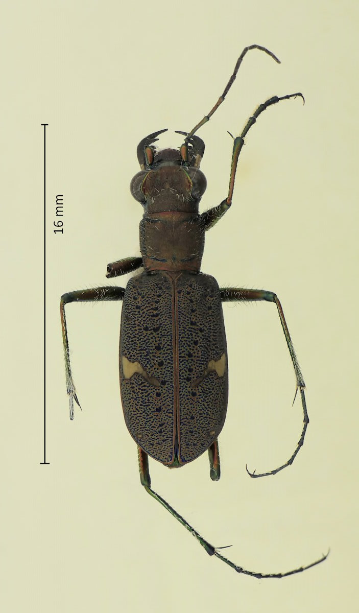 Cicindela japana