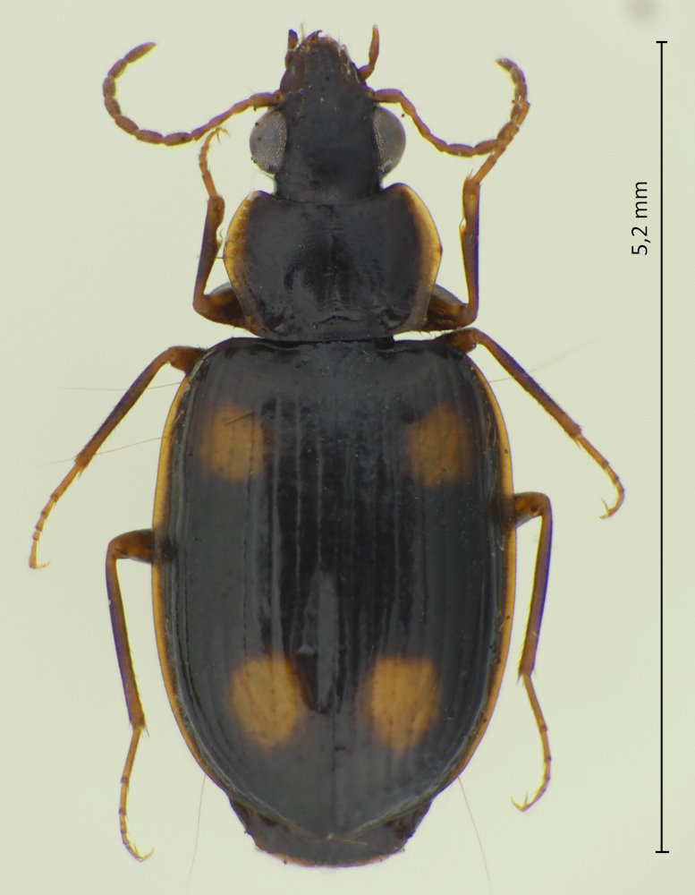 Dolichoctis rotundata