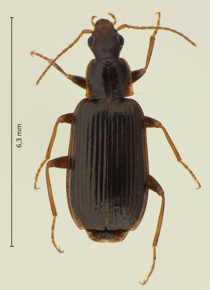 Dromius batesi