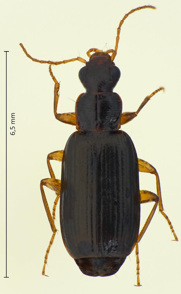 Dromius nipponicus
