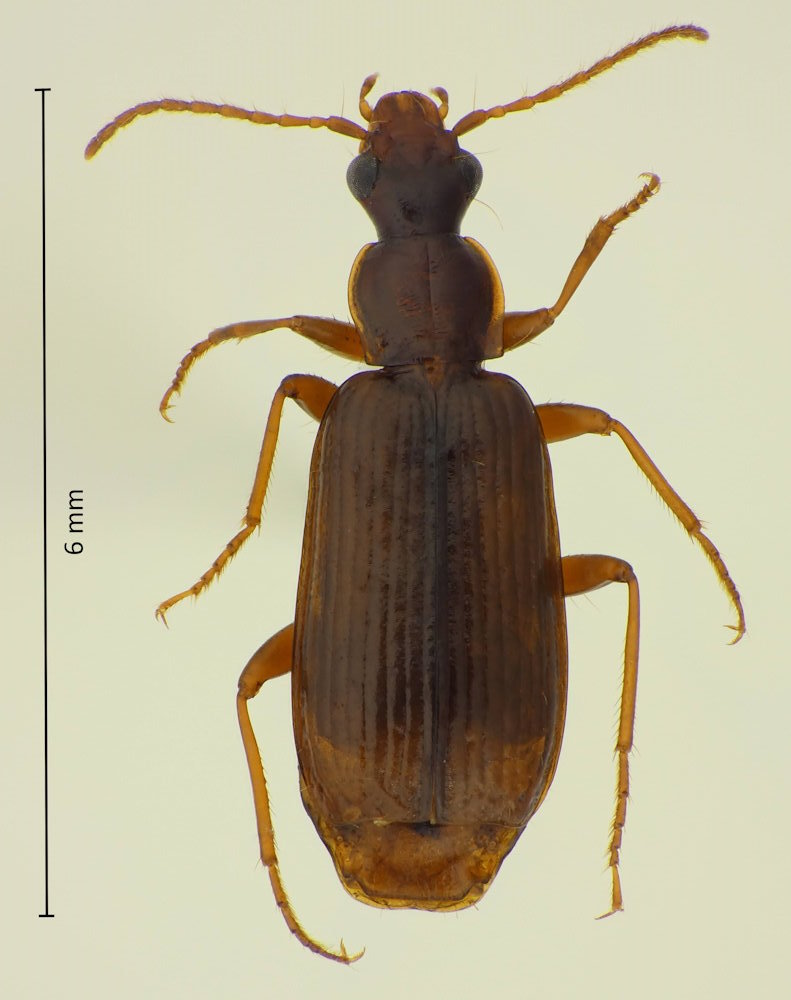 Dromius prolixus