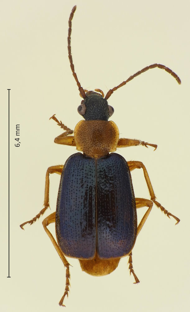 Lachnolebia cribricollis
