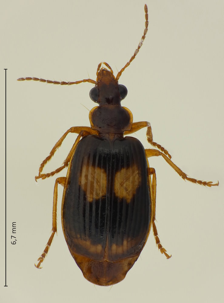 Lebia bifenestrata