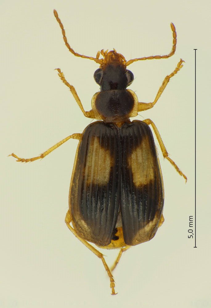 Lebia bifenestrata