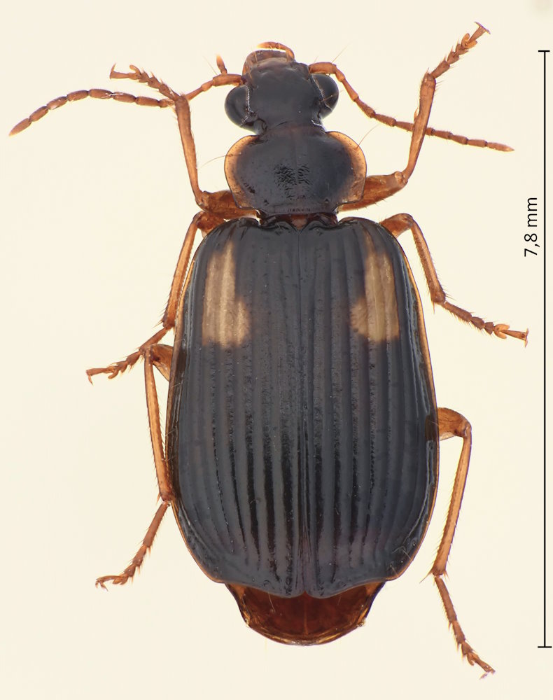 Lebia idae