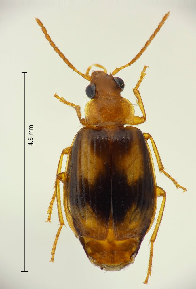 Lebia retrofasciata
