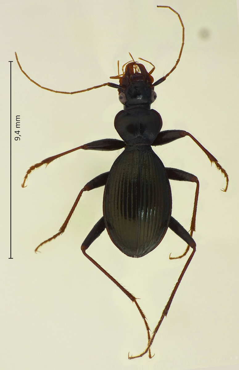 Leistus obtusicollis