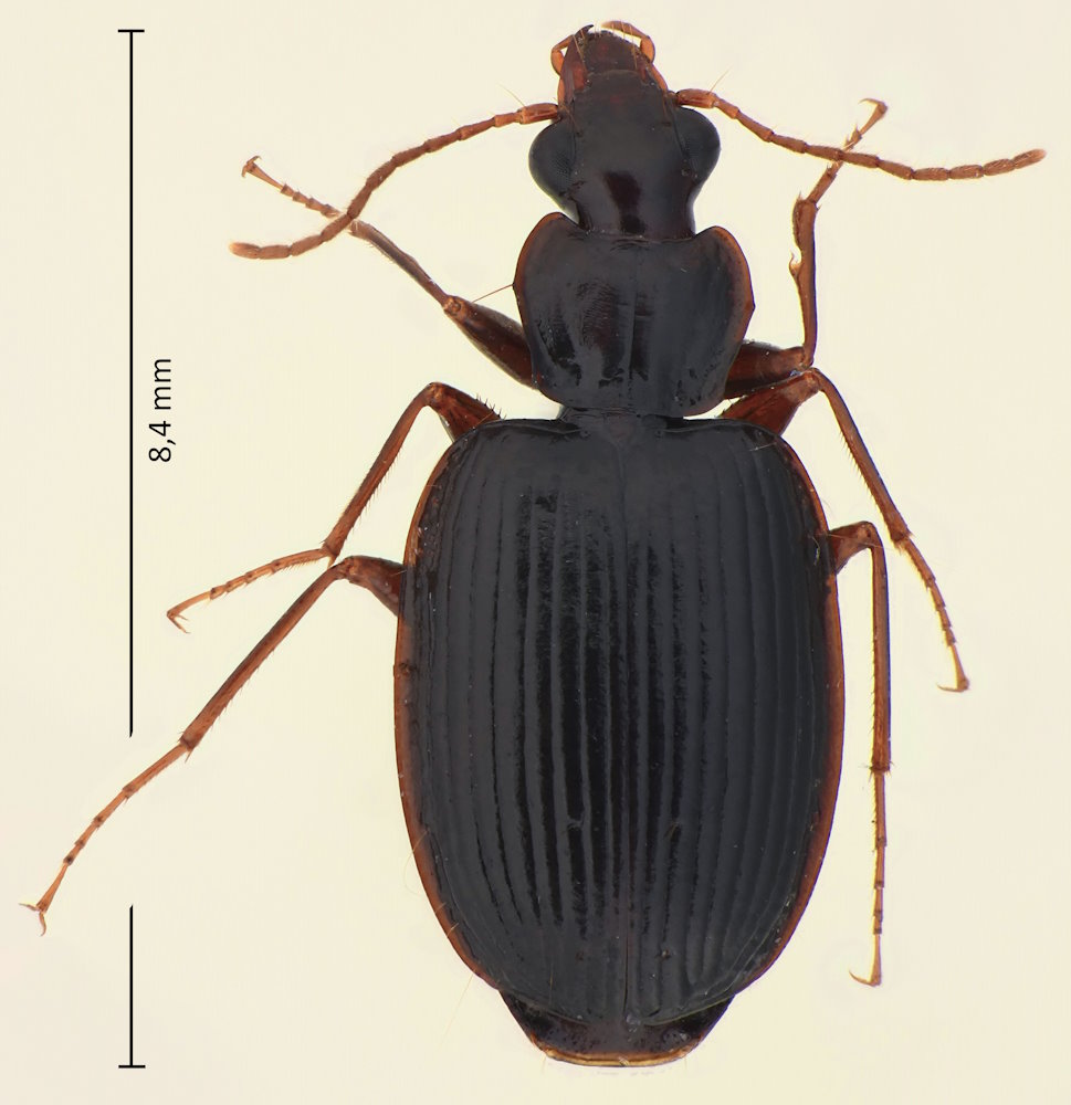 Mochtherus luctuosus