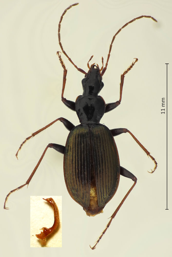 Negreum bentonis