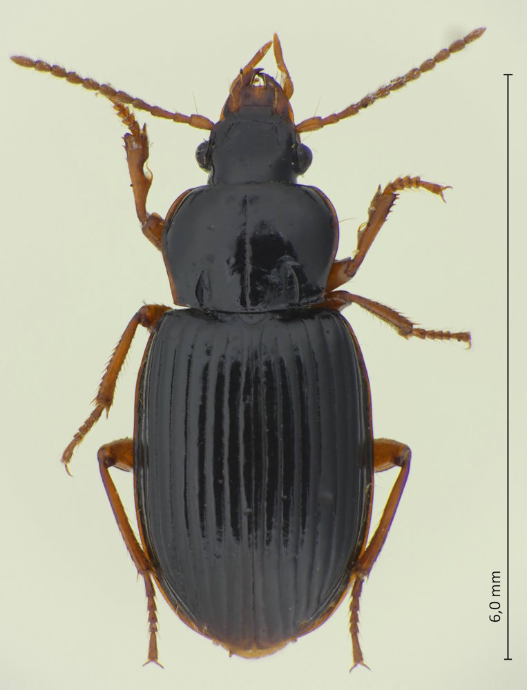 Oxyglychus laeviventris