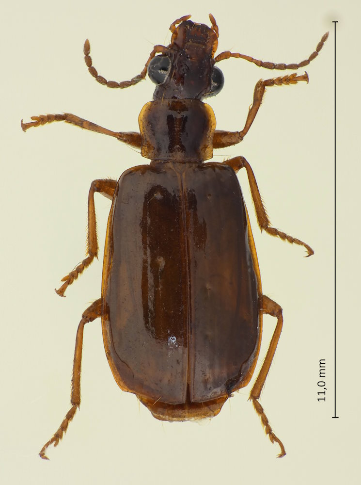 Parena dorsigera