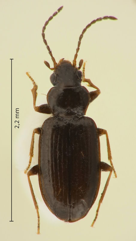 Tachyura exarata