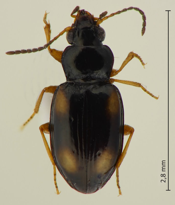 Tachyura laetifica