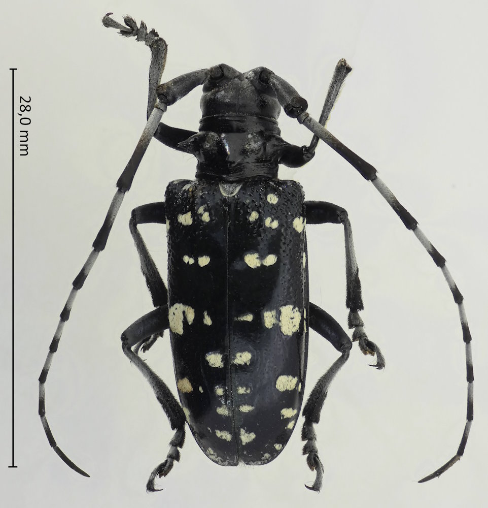 Anoplophora chinensis