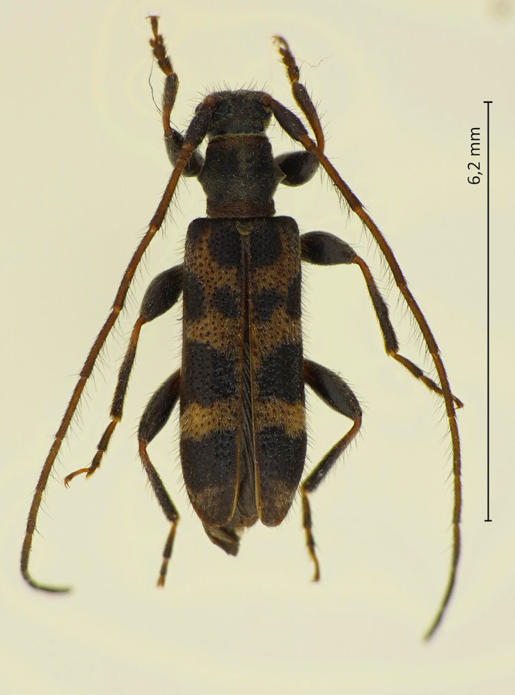 Arhopaloscelis nipponensis
