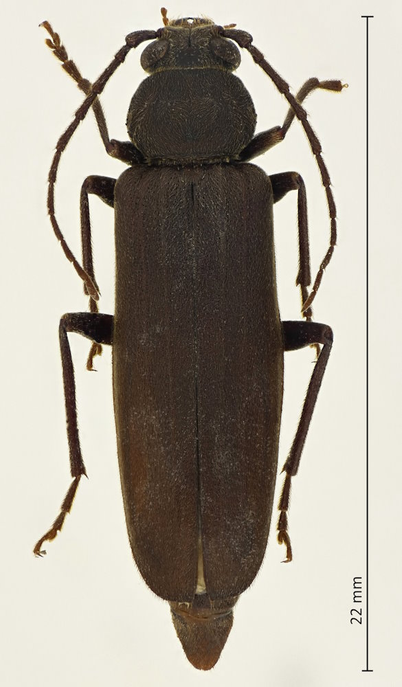 Arhopalus coreanus