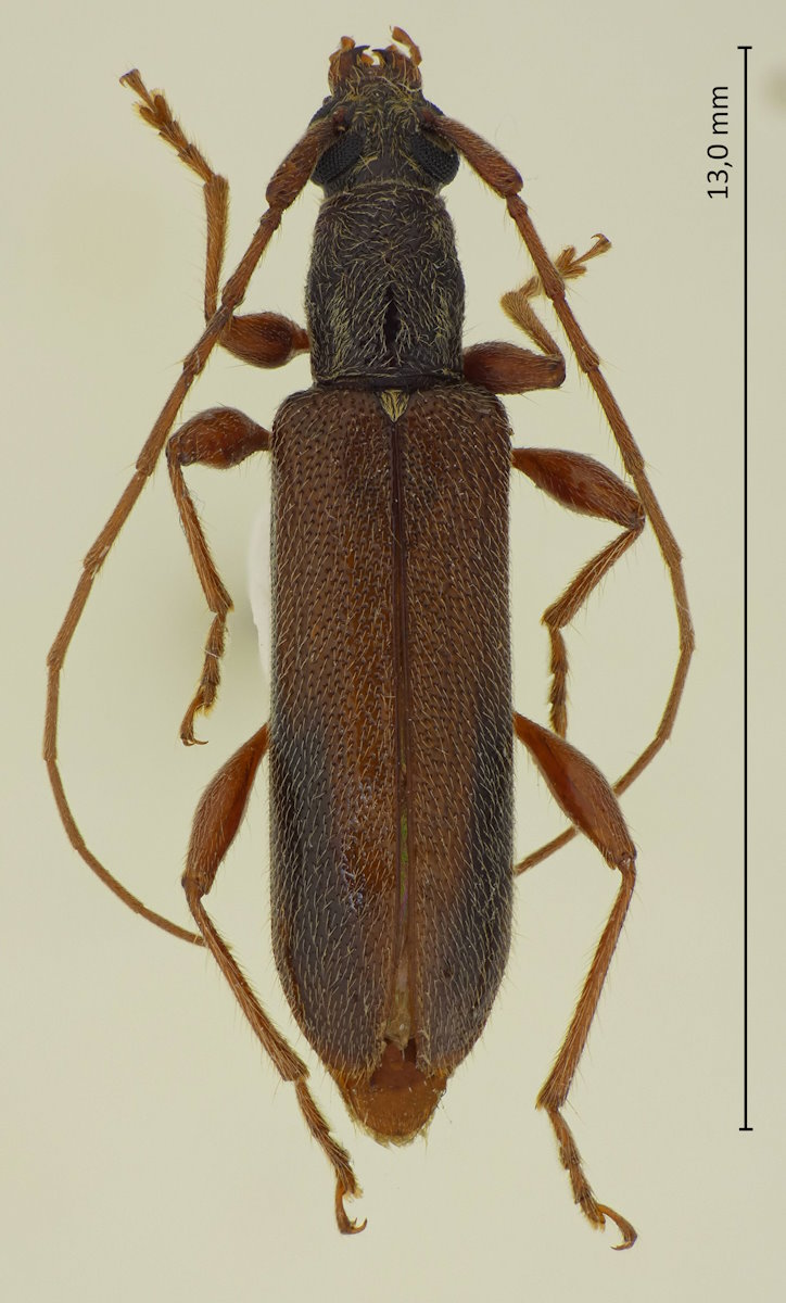 Ceresium fuscum