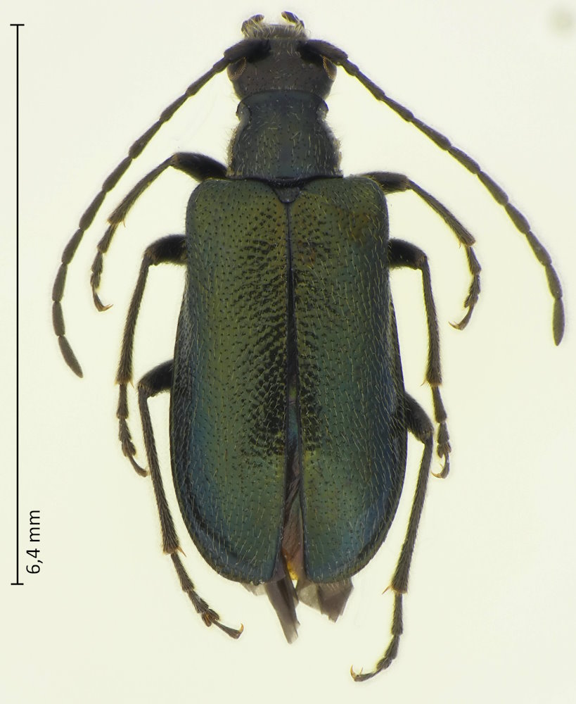 Dinoptera minuta