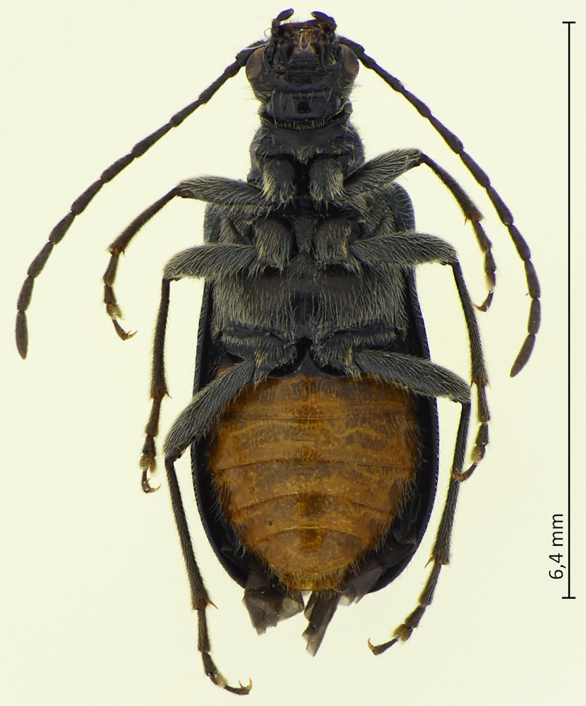 Dinoptera minuta, Unterseite