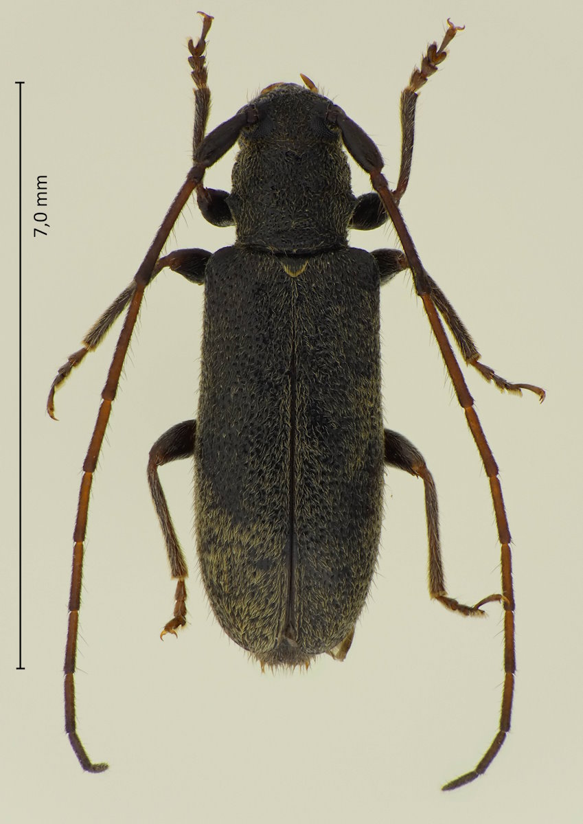 Eupogoniopsis tenuicornis
