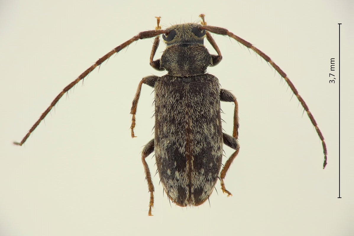 Exocentrus fasciolatus